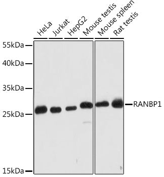 RANBP1 Rabbit pAb