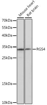 RGS4 Rabbit pAb