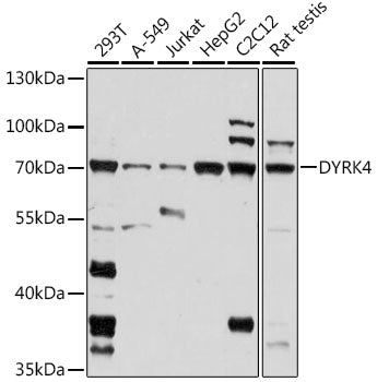 DYRK4 Rabbit pAb