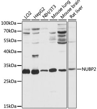 NUBP2 Rabbit pAb