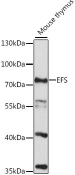 EFS Rabbit pAb