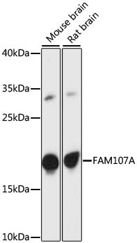 FAM107A Rabbit pAb