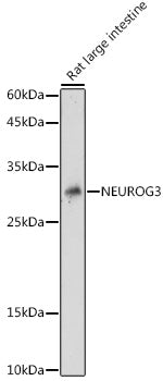 NEUROG3 Rabbit pAb