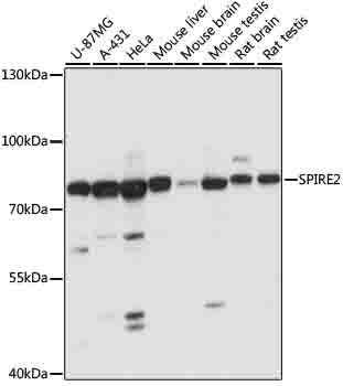 SPIRE2 Rabbit pAb