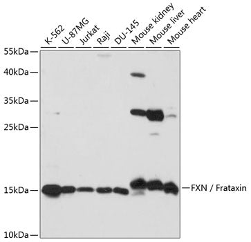 FXN / Frataxin Rabbit pAb