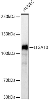 ITGA10 Rabbit pAb