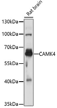CAMK4 Rabbit pAb