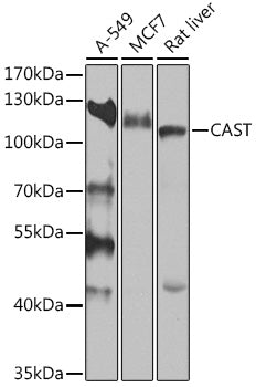 CAST Rabbit pAb