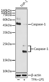 Caspase-1 Rabbit pAb