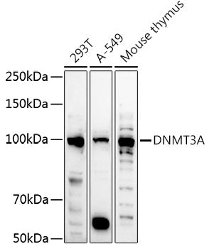 DNMT3A Rabbit pAb
