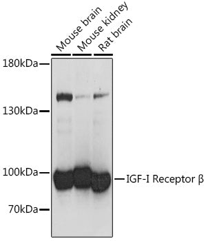 IGF1R Rabbit pAb