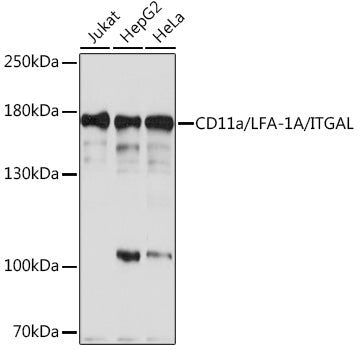 CD11a/LFA-1A/ITGAL Rabbit pAb