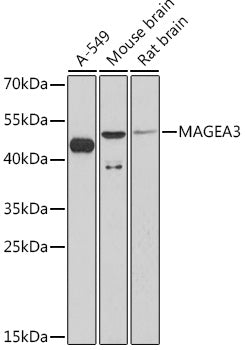 MAGEA3 Rabbit pAb