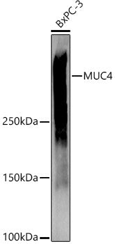 MUC4 Rabbit pAb