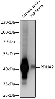 PDHA2 Rabbit pAb
