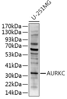 AURKC Rabbit pAb