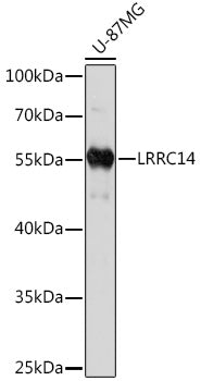 LRRC14 Rabbit pAb