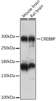 CREBBP Rabbit pAb