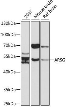 ARSG Rabbit pAb
