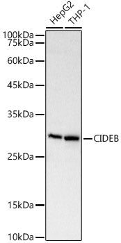 CIDEB Rabbit pAb