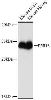 PRR16 Rabbit pAb