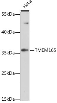 TMEM165 Rabbit pAb