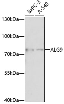 ALG9 Rabbit pAb