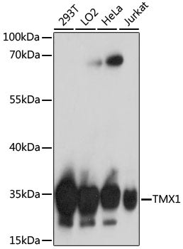 TMX1 Rabbit pAb