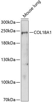 COL18A1 Rabbit pAb