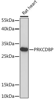 PRKCDBP Rabbit pAb