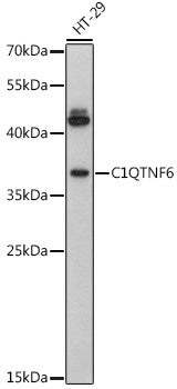 C1QTNF6 Rabbit pAb