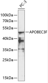 APOBEC3F Rabbit pAb