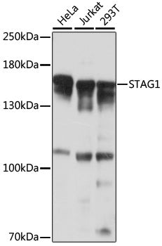 STAG1 Rabbit pAb