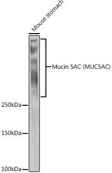 Mucin 5AC (MUC5AC) Rabbit pAb