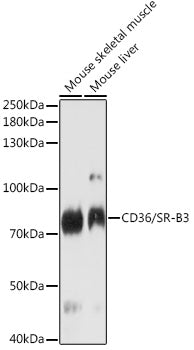 CD36/SR-B3 Rabbit pAb