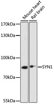 SYN1 Rabbit pAb