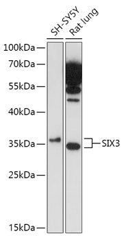 SIX3 Rabbit pAb