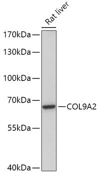 COL9A2 Rabbit pAb