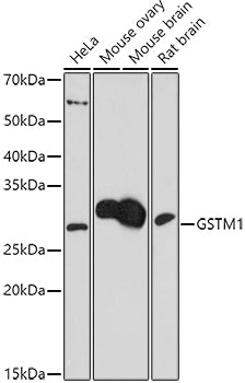 GSTM1 Rabbit pAb