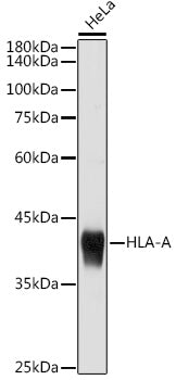 HLA-A Rabbit pAb