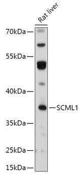 SCML1 Rabbit pAb