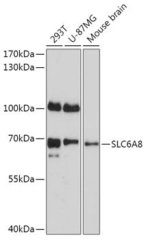 SLC6A8 Rabbit pAb