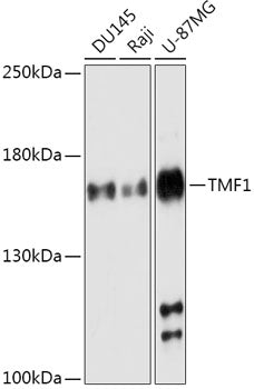 TMF1 Rabbit pAb