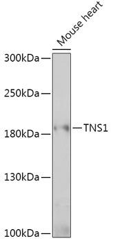TNS1 Rabbit pAb