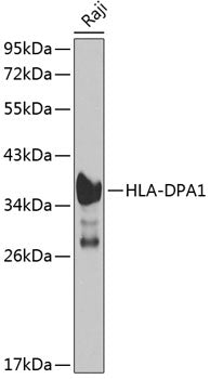 HLA-DPA1 Rabbit pAb