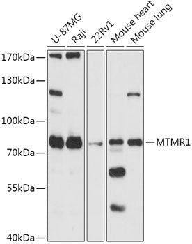 MTMR1 Rabbit pAb
