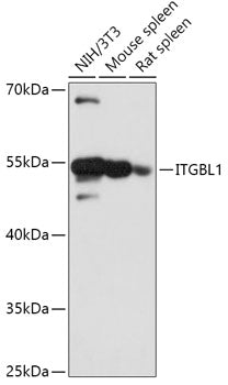 ITGBL1 Rabbit pAb