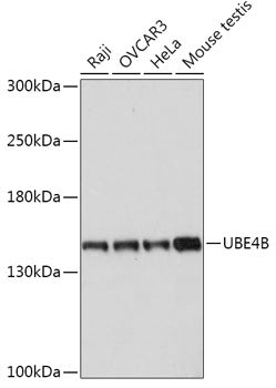UBE4B Rabbit pAb