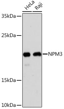 NPM3 Rabbit pAb