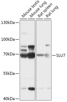 SLU7 Rabbit pAb